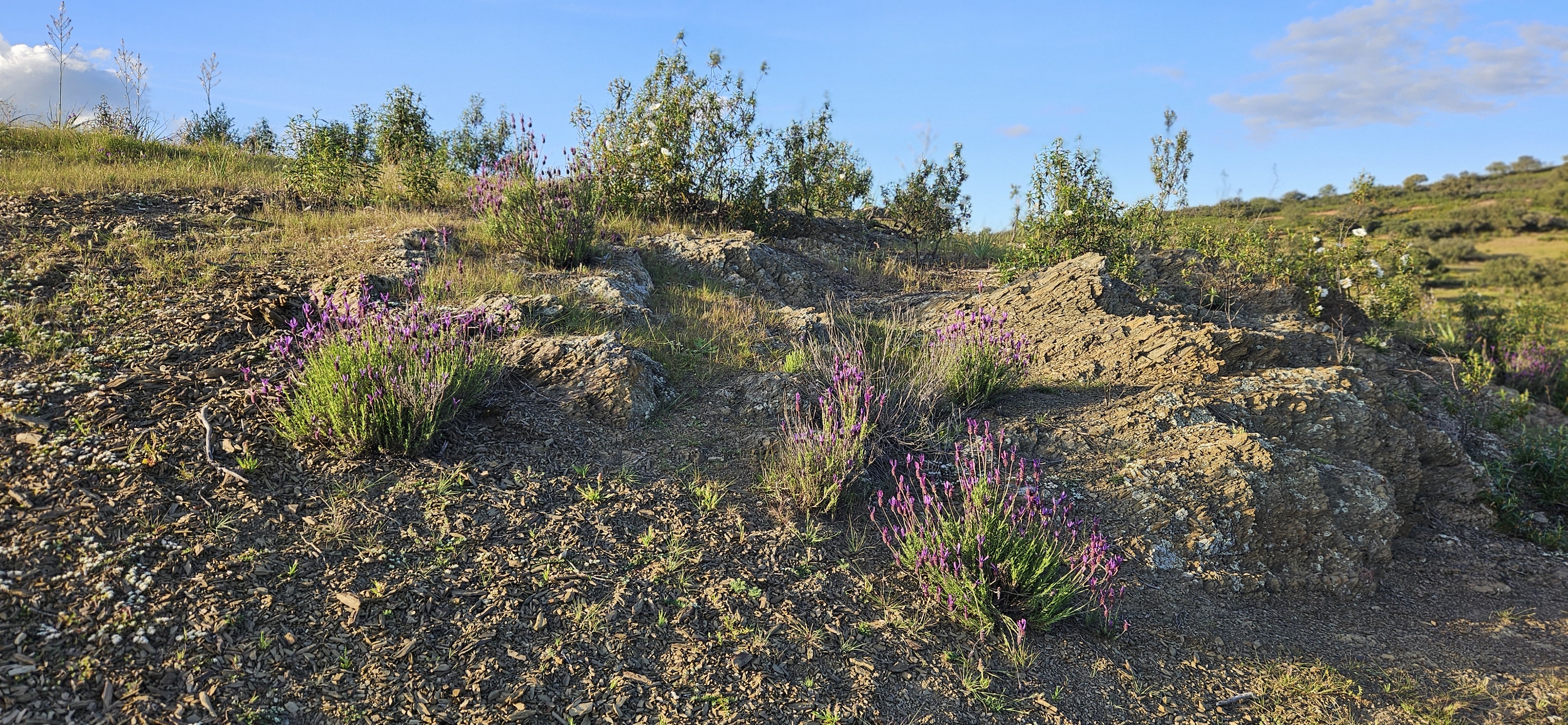 omgeving 20